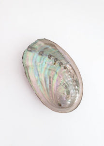 Abalone Shells 3.5" - Aura Boutiqk