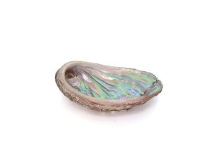 Abalone Shells 3.5" - Aura Boutiqk